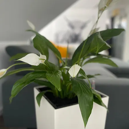 Moments Διαμέρισμα